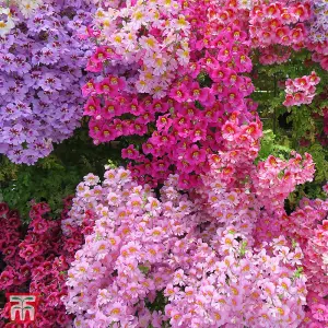 Schizanthus Dwarf Bouquet Mixed 1 Seed Packet (140 Seeds)