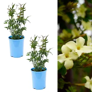 2 x Jasmine Officinale Clotted Cream in 9cm Pots - Deciduous Climber Plants