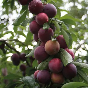 Plum (Prunus) Marjories Seedling (St Julien) 1 Bare Root Tree