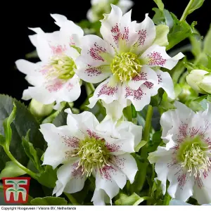 Helleborus orientalis Hello Pearl 14cm Potted  Plant x 1