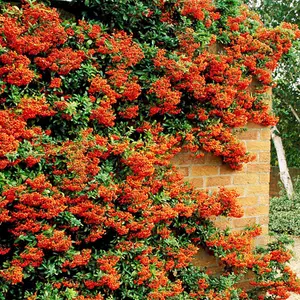 Pyracantha Orange Glow Garden Plant - Vibrant Orange Berries, Compact Size (20-40cm, 100 Plants)