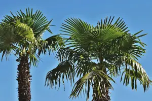 Direct Plants Trachycarpus Fortunei Fan Palm Tree 60-80cm Plant in a 10 Litre Pot