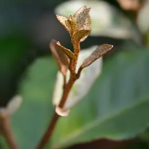 Silverberry Oleaster Pleached Tree with Staking Kit - 150cm Stem and 10cm Girth