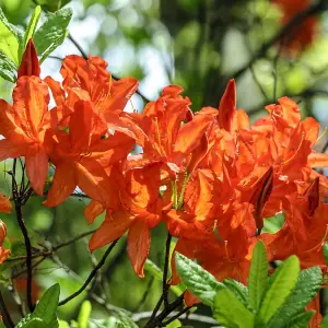 Azalea japonica Orange 17cm Potted Plant x 1