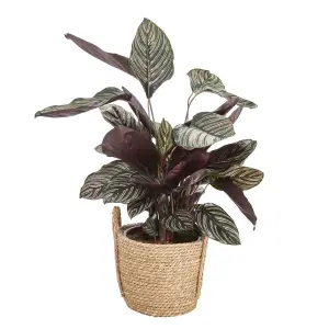 Verve Calathea pinstripe in Natural Seagrass Decorative pot 19cm