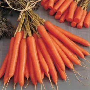 Carrot Amsterdam Forcing 3 3 Packets Inc: (1500 Seeds)