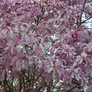 Magnolia Rosea Garden Plant - Delicate Pink Flowers, Compact Size, Hardy (15-30cm Height Including Pot)