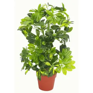 75cm Artificial Arboricola Gold Capella Plant