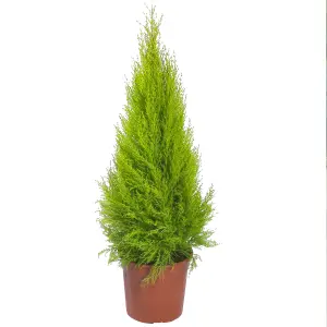 Cupressus Wilma - Compact Evergreen Conifer Plant, Bright Green Foliage (30-40cm Height)