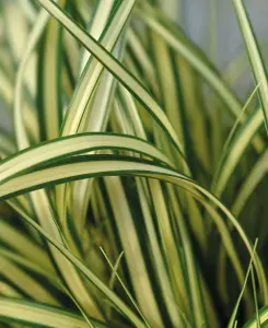 Carex Evergold - Japanese Sedge Grass - Set of 3 in 9cm pots