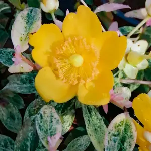 Hypericum Radiance Garden Shrub - Bright Yellow Blooms