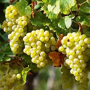 White Grape Vine -  Vitis Grape Plant Phoenix - High Yielding Fruit Plant - Dessert Grape For Juicing or Wine