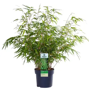 Fargesia Rufa (40-50cm Height Including Pot) - Clumping Bamboo, Fast-Growing Privacy Screen, Sun or Partial Shade