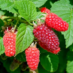 Tayberry Plant / Rubus fruticosus x idaeus in Large 2L Pot, Sweet & Large Fruit 3FATPIGS