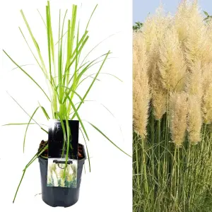 Pampas Grass 'Pumila' - White Cortaderia Plant in 2 Litre Pot - 35-45cm High