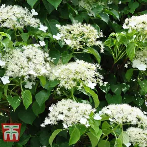 Hydrangea Petiolaris - 9 Litre Potted Plant x 1 - RHS Award of Garden Merit - Shade Tolerant