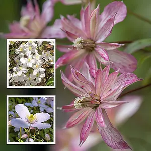 Clematis Montana Collection - Supplied as a Set of 3 Montana Clematis in 9cm Pots (Pack of 3)