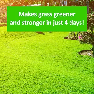 Cleenly Grass Greening Granules Lawn Fertiliser - Superfood to Make Grass Greener, Stronger & Healthier 2.5kg