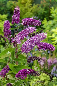 Buddleja 'Berries and Cream' Shrub in 9cm Pot - Lovely Two-Toned Flowers