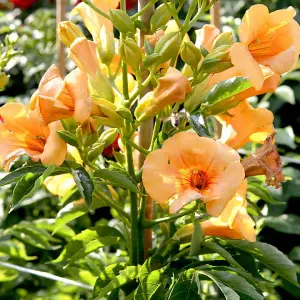 Campsis Summer Jazz Sunrise Gold 2 Litre 15cm Potted Plant x 2