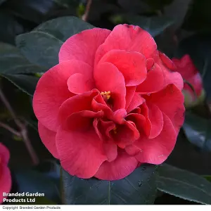 Gift Camellia Blooming Wonder Red 15cm Pot x 1