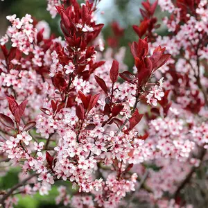 Nigra Flowering Cherry Blossom Tree Prunus Cerasifera 12L Pot 1.5m - 1.8m