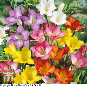 Scented Freesia Mixed  100 Bulbs