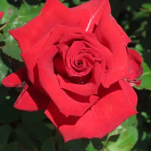 YouGarden Adam's Rose, Established Plant in 3-4L Pot, Ready to Plant Bush Rose for Pots, Beds, or Borders, Deep Red Hybrid Tea Flo