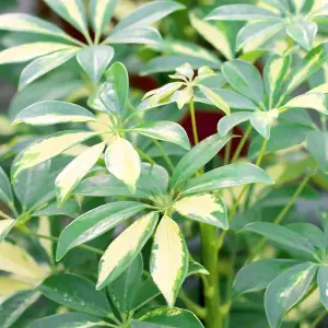 Schefflera Gerda - Variegated Umbrella Tree, Air-purifying Indoor Home Office Plant, Easy Care Houseplant (35-45cm)