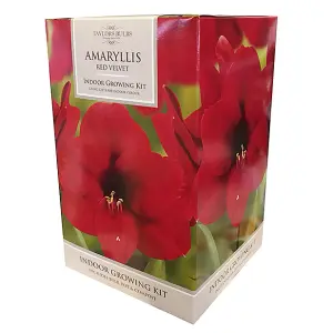 Amaryllis 'Red Velvet' Indoor Growing Kit - Perfect Christmas Gifts for Gardeners