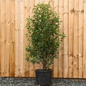 Hedges Direct Portuguese Laurel 1m Height Evergreen Hedge Plant