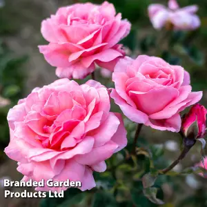 Rose Floribunda Queen Elizabeth - 2 Bare Root Plants