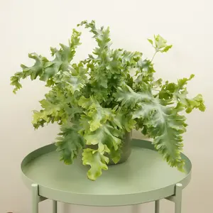 House Plant - Blue Star Fern - Davana - 12 cm Pot size - 30-40 cm Tall - Phlebodium Davana - Indoor Plant