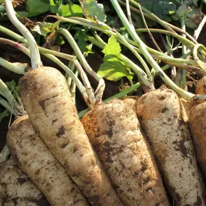 Parsnip Panorama F1 1 Seed Packet