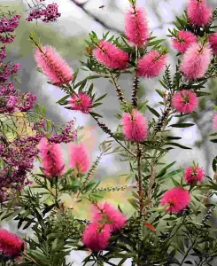 Callistemon viminalis Hot Pink - Bottlebrush plant - supplied in a 9cm pot