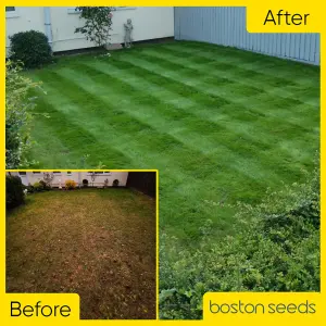 BS Quality Hard Wearing Lawn Seed (1 x 10kg)