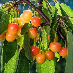 Bigarreau Napoleon Cherry Tree, 5-6ft Tall, Red-Flushed, Sweet & Juicy Cherries