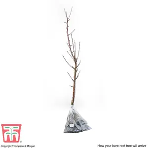 Grow Your Own Fruit  Apple (Malus) Spartan (MM106) 1 Bare Root Tree