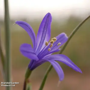 300 Fantastic Spring Flowering Bulbs - Ideal for Patio Containers, Garden Borders & Window Boxes - 5 Varieties