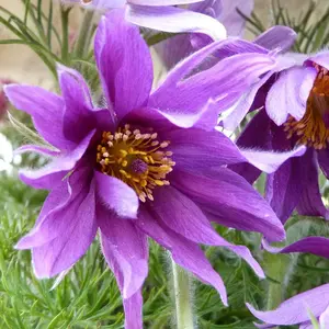 Anemone Pulsatilla 1 Litre Potted Plant x 1