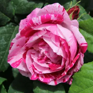 Rose Bush 'Ferdinand Pichard' - Two-Toned Scented Rose Bush in 3 Litre Pot