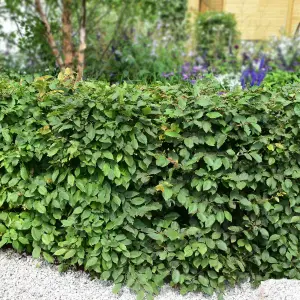 Hedges Direct Hornbeam 40cm Height Native Hedge Plant