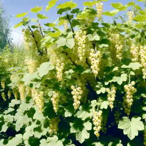 Lincolnshire Fruits White Versailles Bareroot 3 Litre white currant