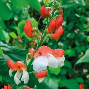 Runner Bean St George 1 Seed Packet