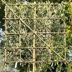 Holm Oak Pleached Tree with Staking Kit - 180cm Stem and 8cm Girth