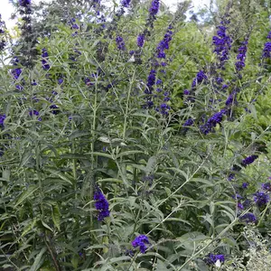 Buddleja Davidii Black Knight 3 Litre Potted Plant x 1