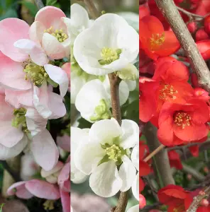 3 x Chaenomeles Mix in 9cm Pots - Flowering Quince - Incs Varieties Like Jet Trail - Nivalis - Nicoline - Pink Trail - Lemon & Lim