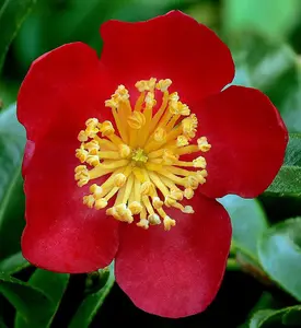 Camellia Yuletide in 2 Litre Pot - Gift Wrapped with Festive Red Bow