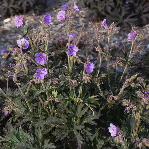 Geranium Boom Chocolatta - Purple Flowers, Deep Coloured Foliage, Moderate Height (30-40cm Height Including Pot)