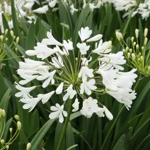 Agapanthus Arctic Star - Agapanthus africanus, Deciduous Perennial (10-20cm Height Including Pot)